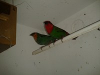 /album/galeria-de-fotos/a2013-02-05-17-31-50-jpg/